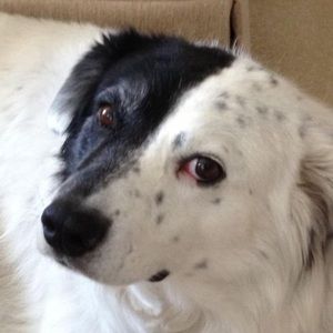 Meet your Posher, Dasha